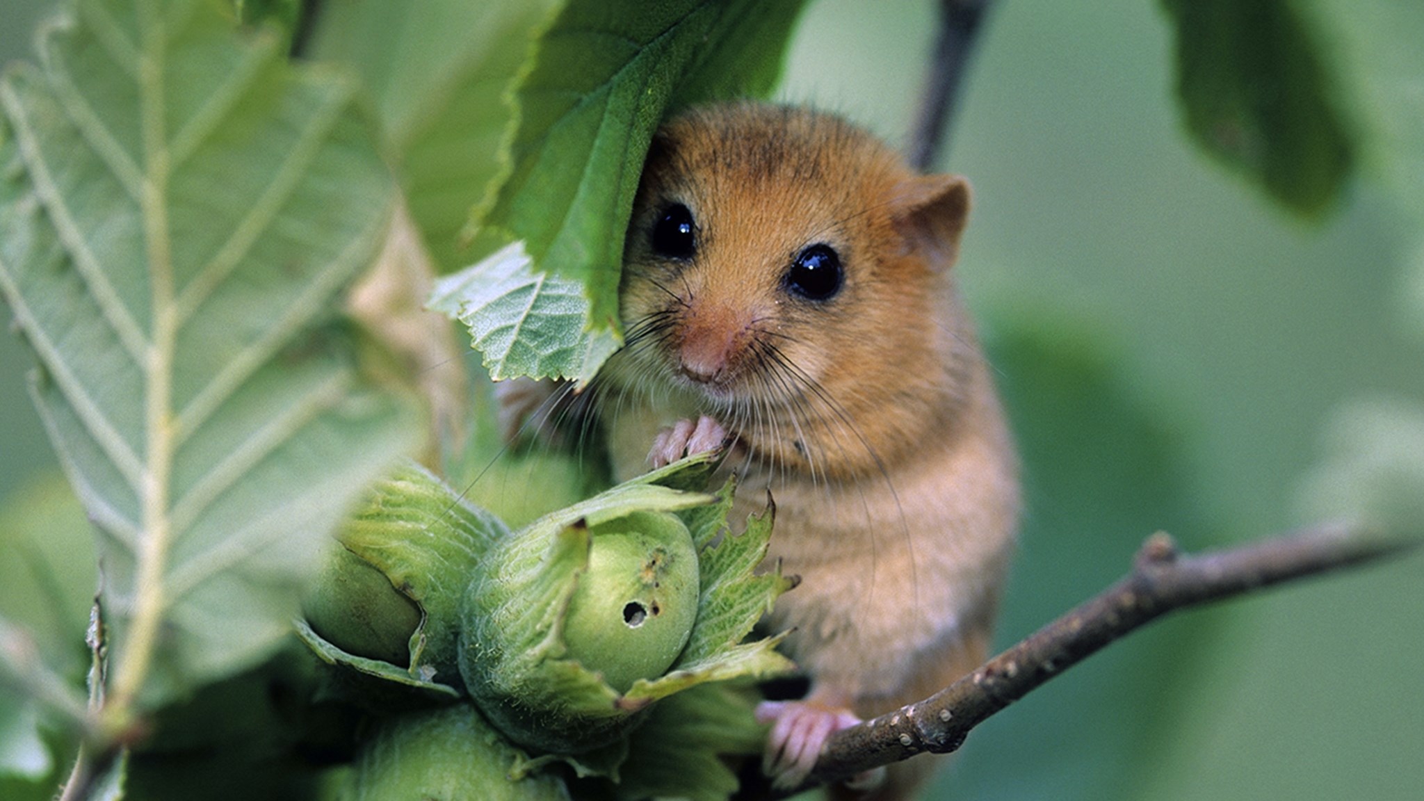 Vi säkrar vägen för både människa och djur