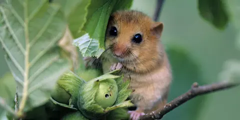 Vi säkrar vägen för både människa och djur